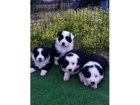 Border collie yavrular