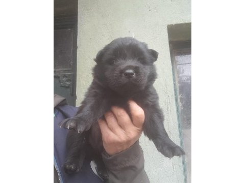 Siyah dişi chow chow a kalite kaçırma