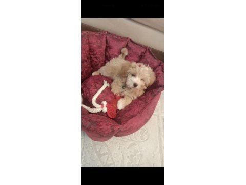 2 aylık dişi maltipoo