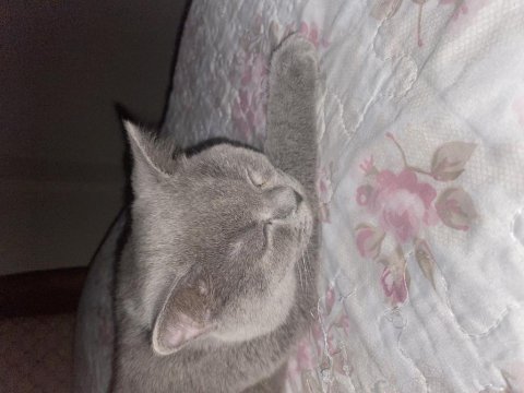 Sevecek iyi bakacak aile arıyoruz british shorthair