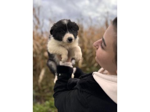 En zeki ırk border collie bebekler