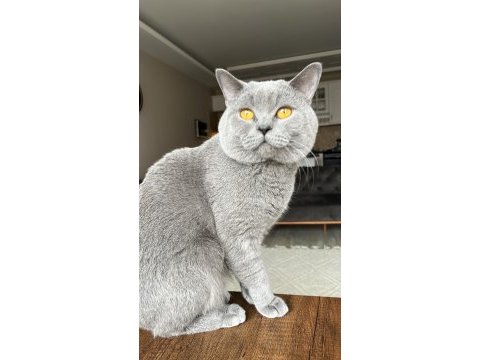 British shorthair oğlumuz için yuva arıyoruz