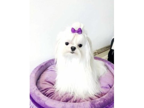 Emsalsiz tea cup morkie bebekler