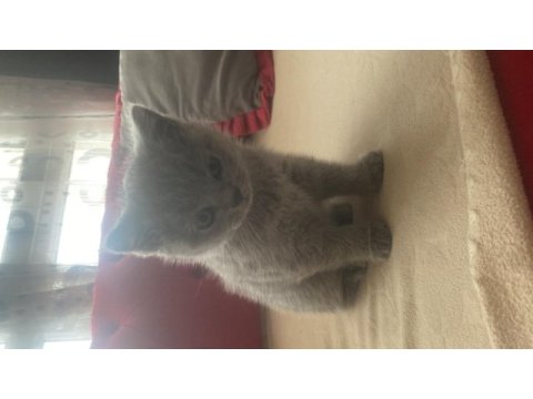 1.5 aylık british shorthair