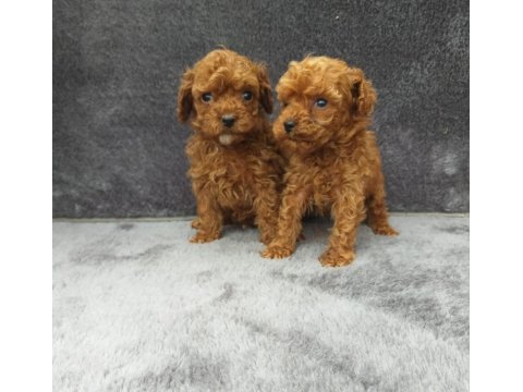 Toy poodle tatlı erkek minnaklar ruhsatlı çiftlik