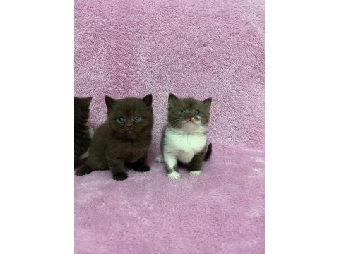 Cinnemon british shorthair bebeklerim a kalite