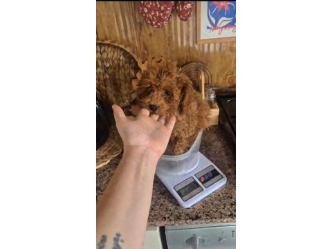 3 aylık prenses poodle