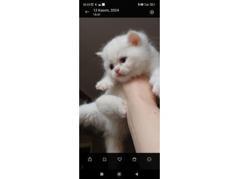 British shorthair yavru