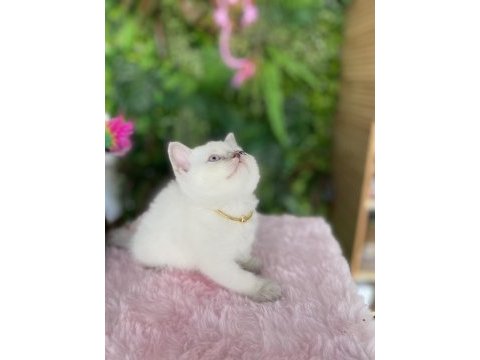 Güzeller güzelim british shorthair sağlık garantili