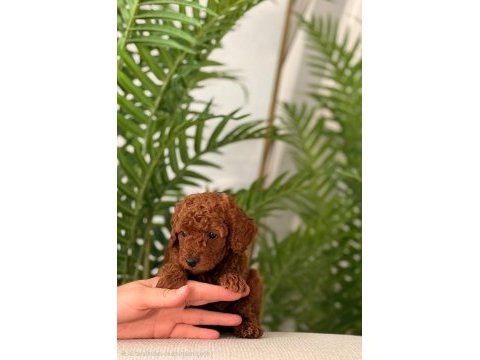 Toy poodle 2,5 aylık