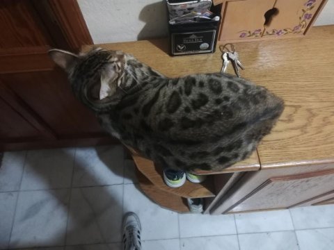Safkan erkek bengal yavruları