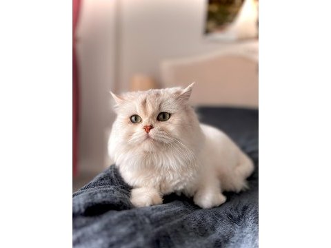 Erkek longhair british