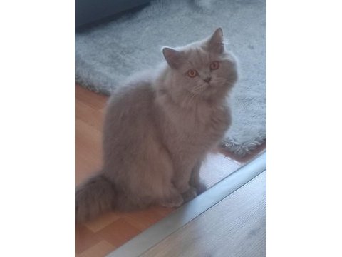 Full scr li british longhair ve bicolor