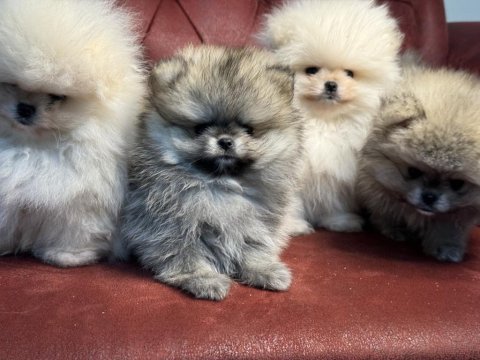 Çok özel ayı suratlı pomeranian boo yavrular