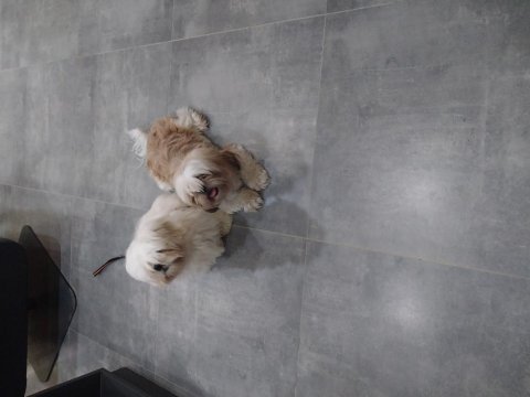 Sahibinden shih tzu