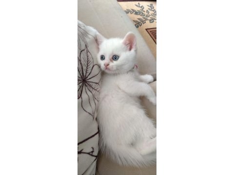 Mavi gözlü erkek kedimiz
