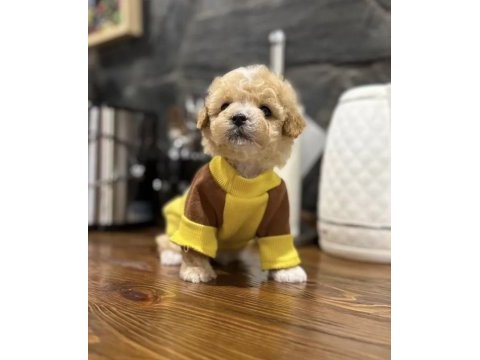 Maltipoo en özelinin ailesi olmak ister misiniz?