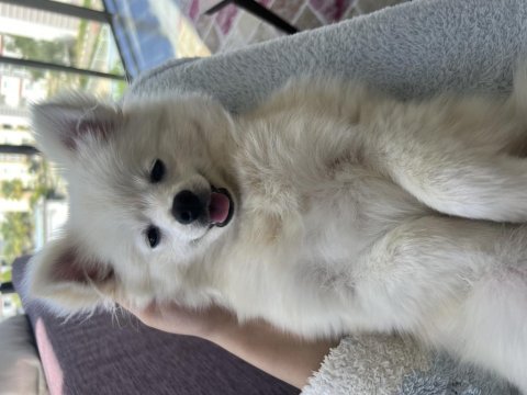 6 aylık pomeranian