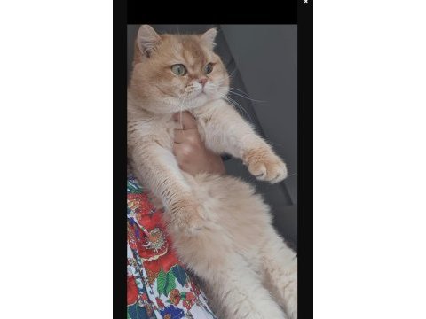 British shorthair şecereli ny11 golden