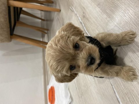 Maltipoo köpekleri