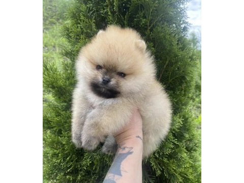 Teddy bear pomeranian