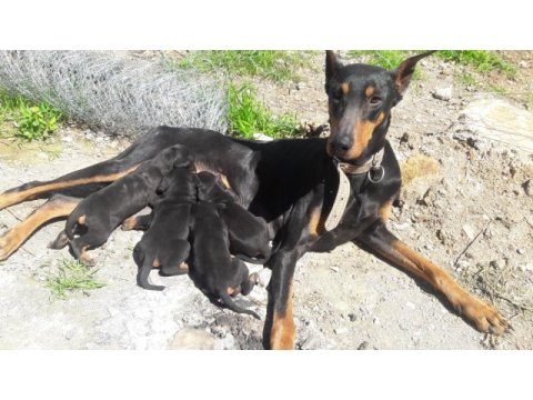 Sahiplendirme doberman