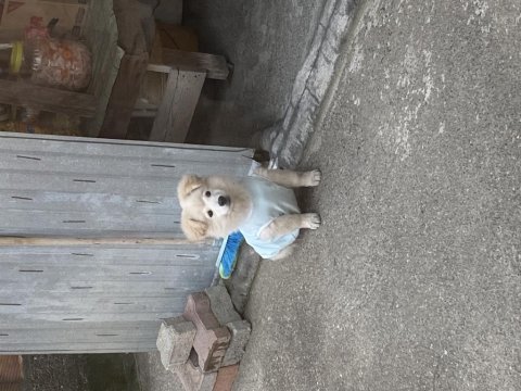Erkek spitz