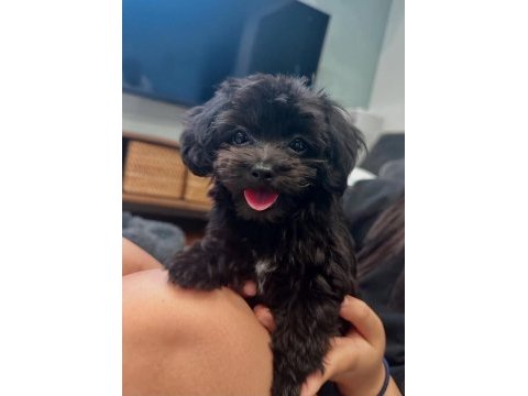 Uyguna black maltipoo yavru
