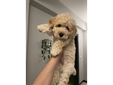 Diş f1 maltipoo yavru