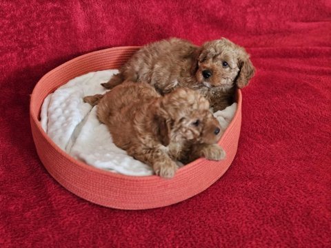 Scrli babadan ev üretimi f3 maltipoo yavrularımız