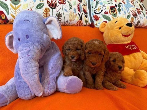 Toy poodle köpeklerimiz