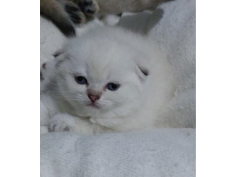 Birbirinde sevimli oyuncu bebek kediler
