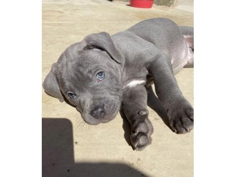 Safkan cane corso erkek dişi yavrularımız