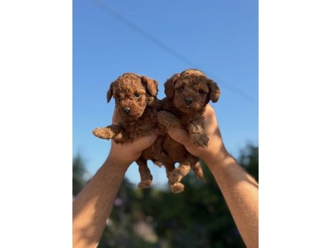 Teacup boy aşılı wc eğitimli toy poodle
