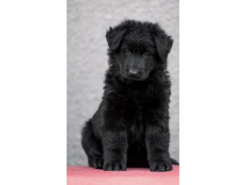 Orjinal black solid alman kurdu yavrular