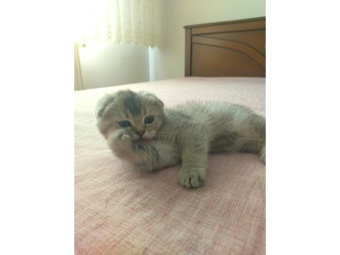 Scottish fold safkan