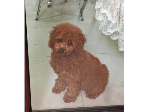 5 aylık dişi toy poodle