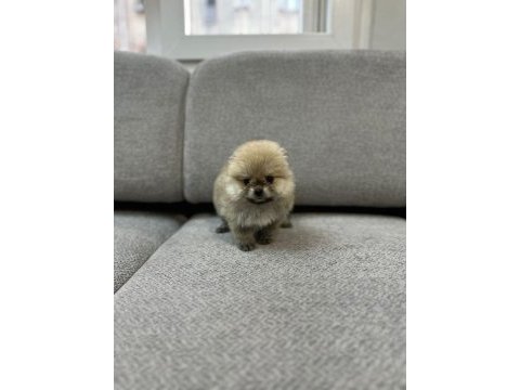 Pomeranian erkek ve dişi yavrularımız mevcuttur
