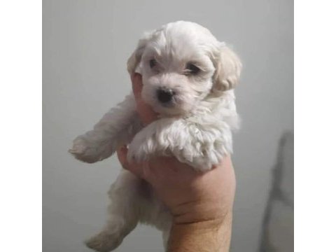 Terrier maltese köpeğimiz