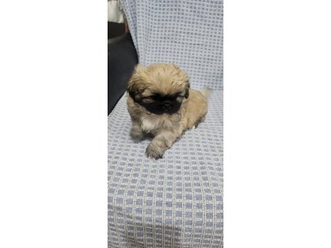 Pekinez köpeğimiz yeni yuvasını bekliyor