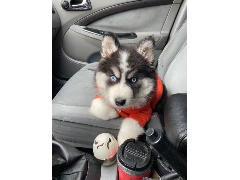 A kalite mavi gözlü safkan sibirya kurdu husky