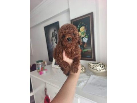 Toy poodle bebek köpekler