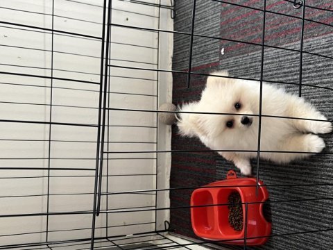 Köpeğimiz hakkında detaylar görüşülür