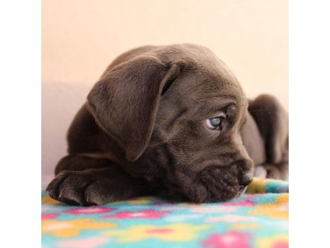 Blue cane corso yavruları