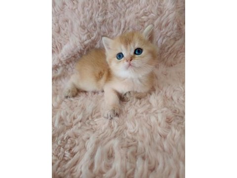 Golden british shorthair bebekler