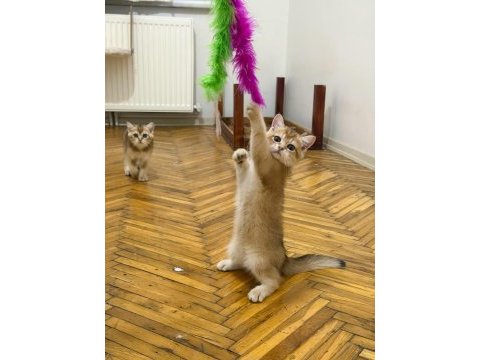 Özel kan hattı british shorthair golden (ny11 & ny25)