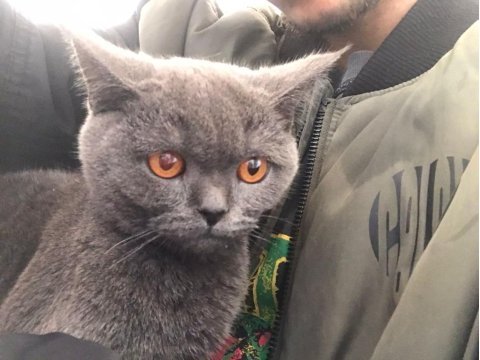7 aylık british shorthair
