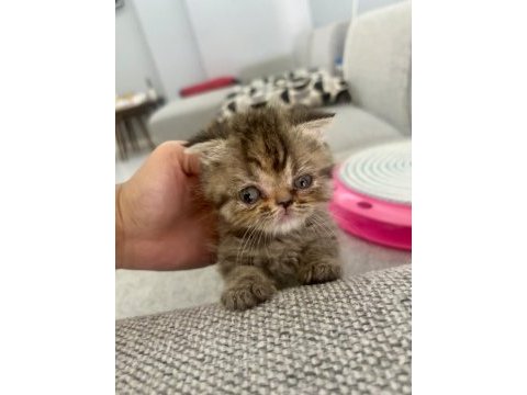 Scottish fold 2 aylık dişi
