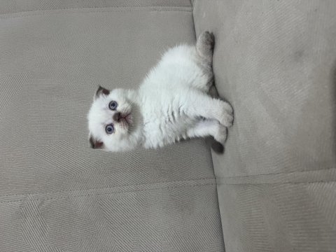 Çikolata point dişi scottish fold