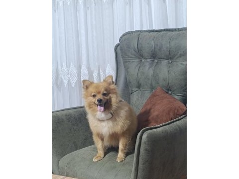 Pomeranian 3 yaşında eğitimli